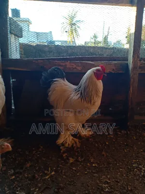 Brahma Chicks