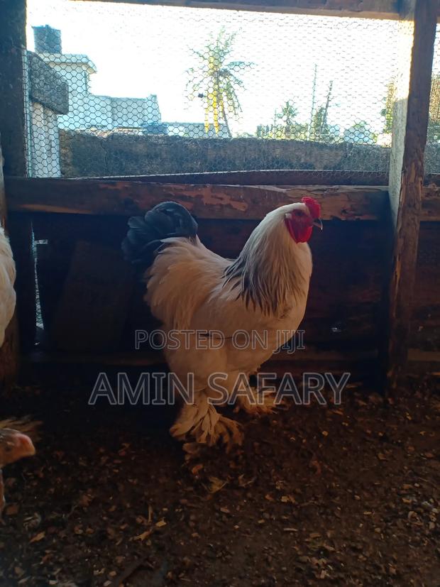 Brahma Chicks - thumbnail 3
