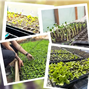 Practical Gardening Seedling Trays