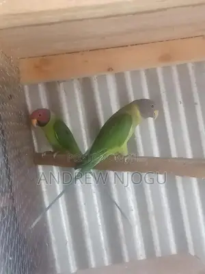 A Mature Pair of Plumheads Available