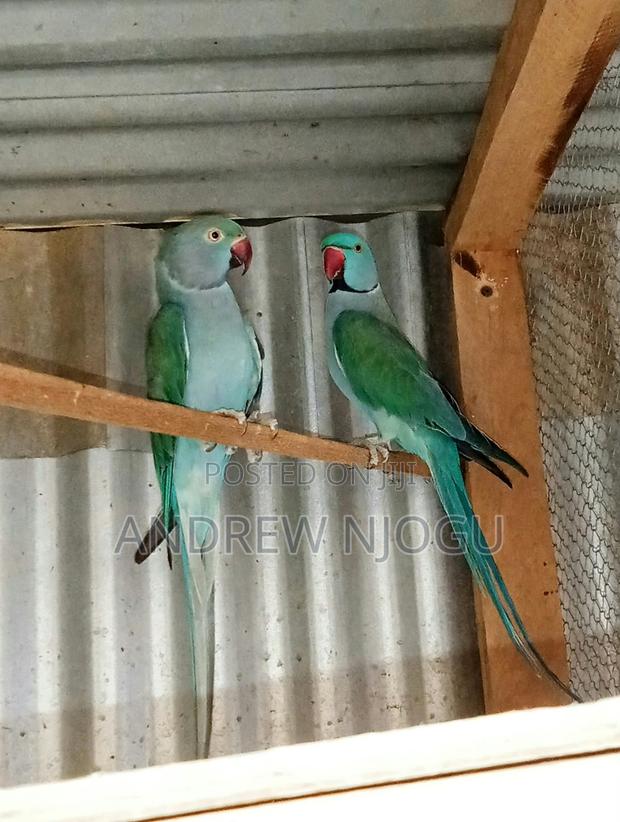 Mature Ringnecks Pair - main view
