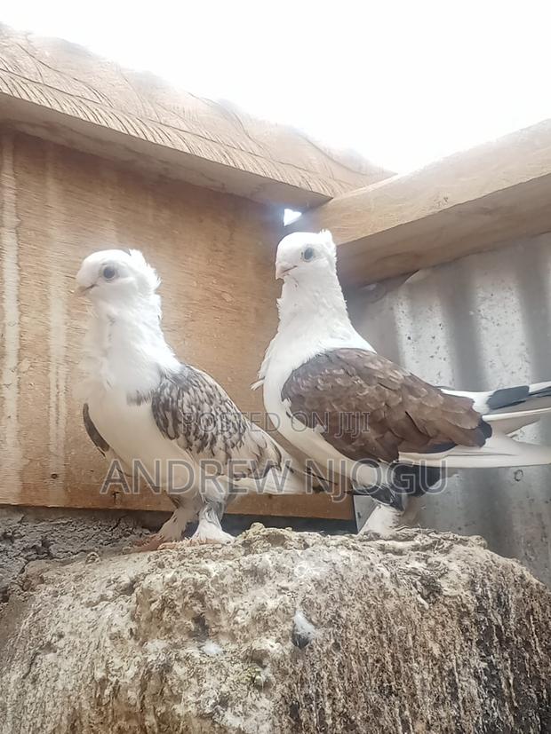 Mature Shortbicks With Tie Pair