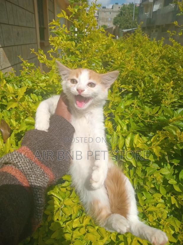 1-3 months Male Purebred American Curl