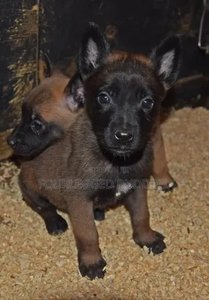 1-3 months Male Purebred Belgian Malinois