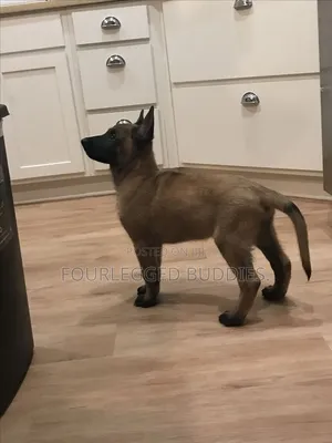 1-3 months Male Purebred Belgian Malinois