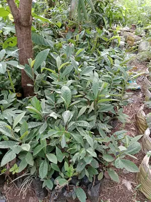 Loquat Fruit Seedlings