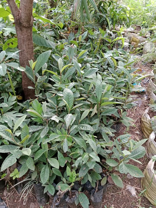Loquat Fruit Seedlings
