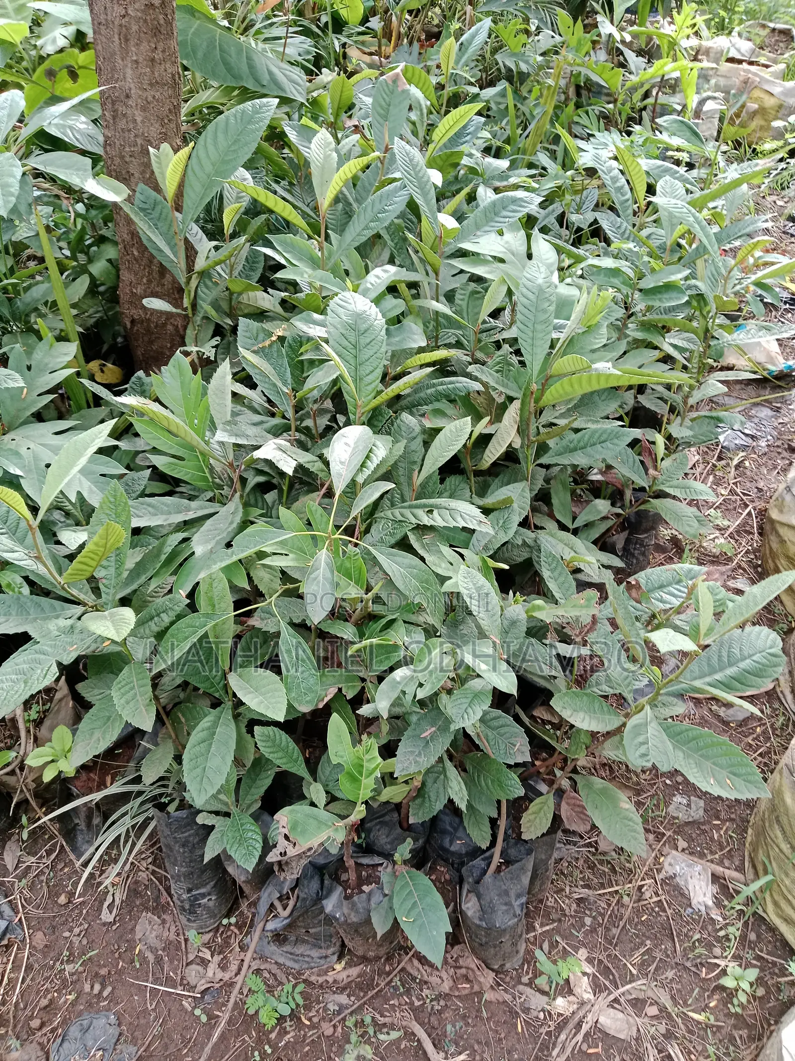 Loquat Fruit Seedlings