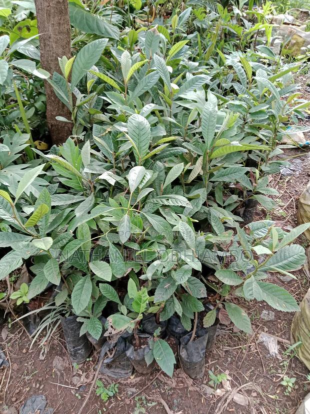 Loquat Fruit Seedlings - thumbnail 2