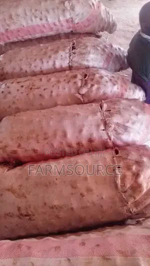 Big Size Potatoes(Shangi)