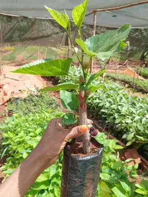 Mulberry Seedlings - Potted Mulberry Seedlings (Morus Species)