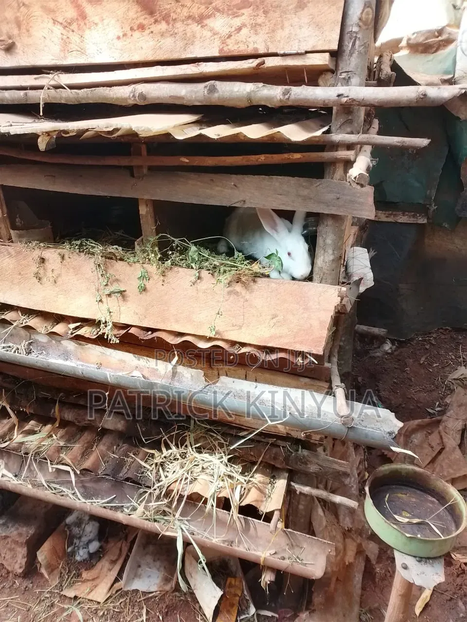 Rabbit Urine