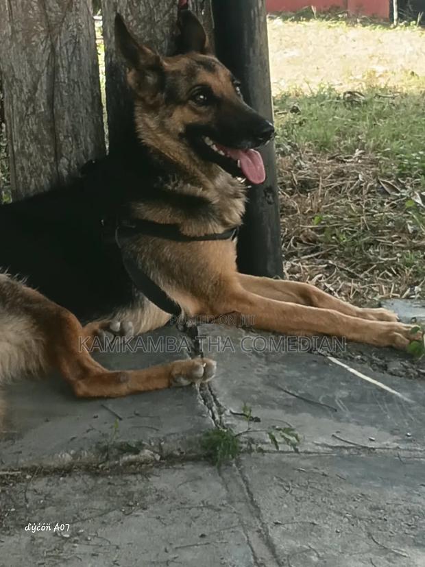 1+ year Female Purebred German Shepherd