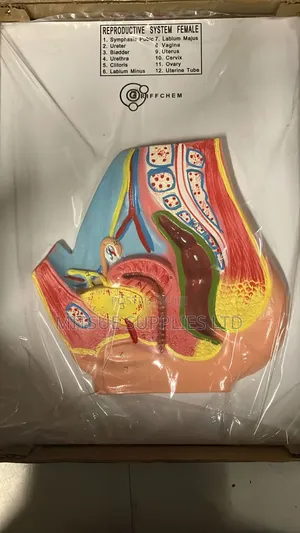 Human Female Reproductive Model