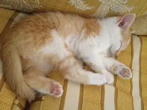1-3 months Male Purebred Cat
