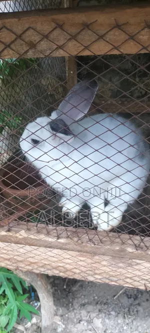 Rabbits for Meat / Pet