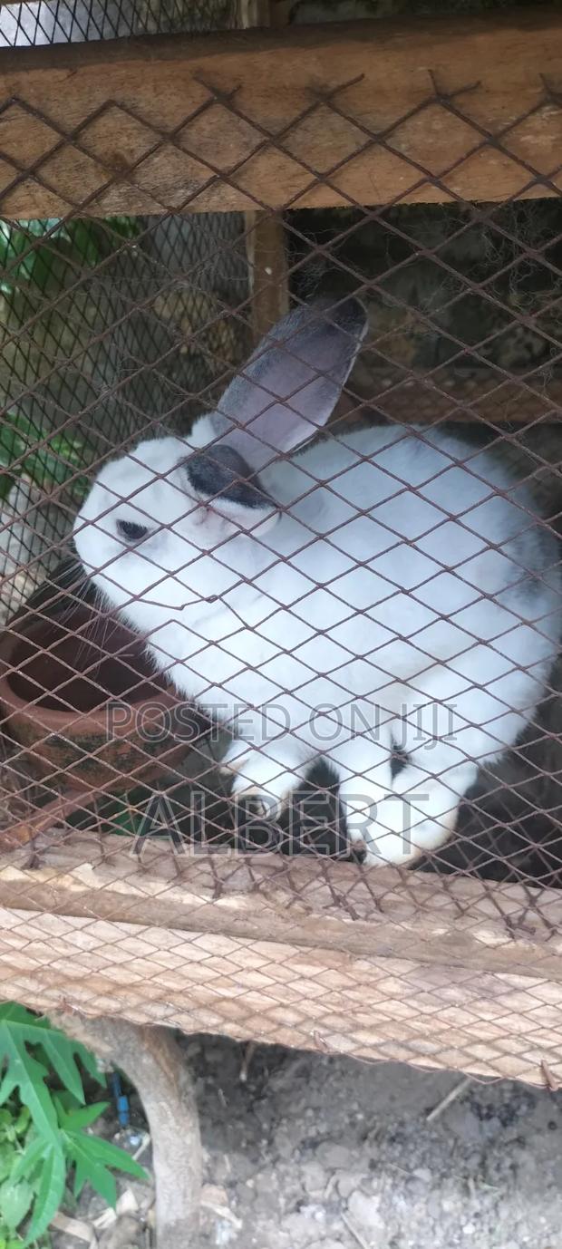 Rabbits for Meat / Pet - main view