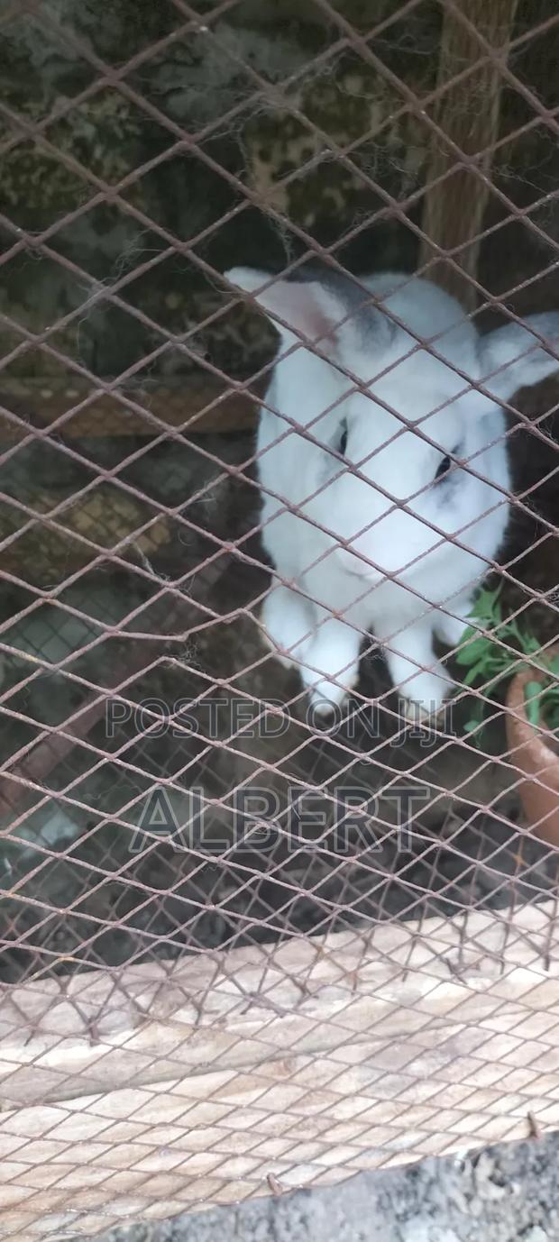 Rabbits for Meat / Pet - thumbnail 2