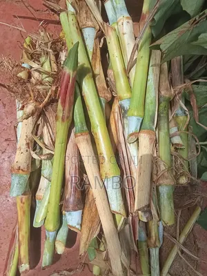 Fodder Grass Planting & Establishment Services in Kenya