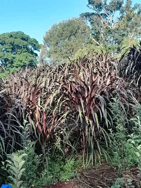 Fodder Grass Planting & Establishment Services in Kenya