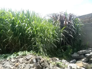 Fodder Grass Planting & Establishment Services in Kenya