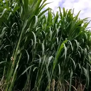 Fodder Grass Planting & Establishment Services in Kenya