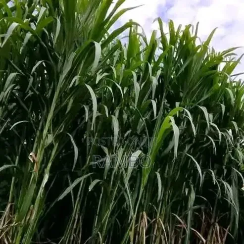 Fodder Grass Planting & Establishment Services in Kenya