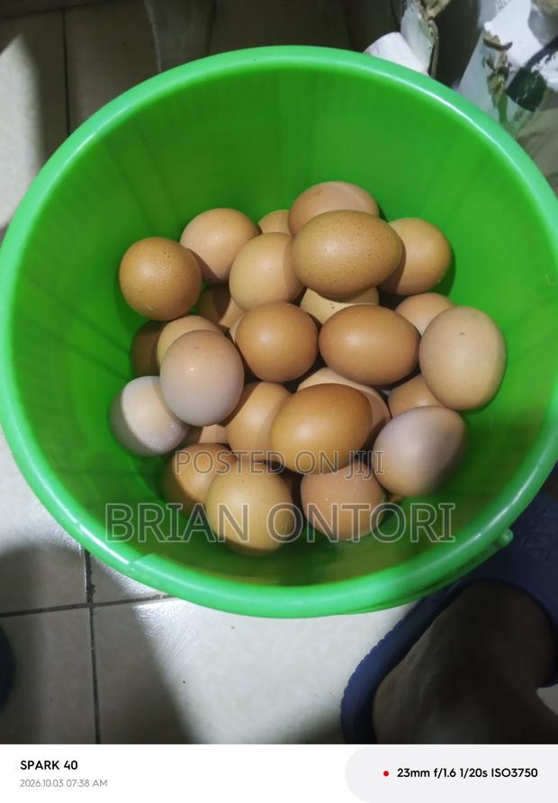 Acrate of Eggs - main view
