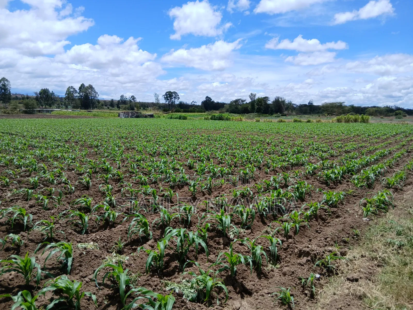4.5 Acrea Nanyuki Fronting River