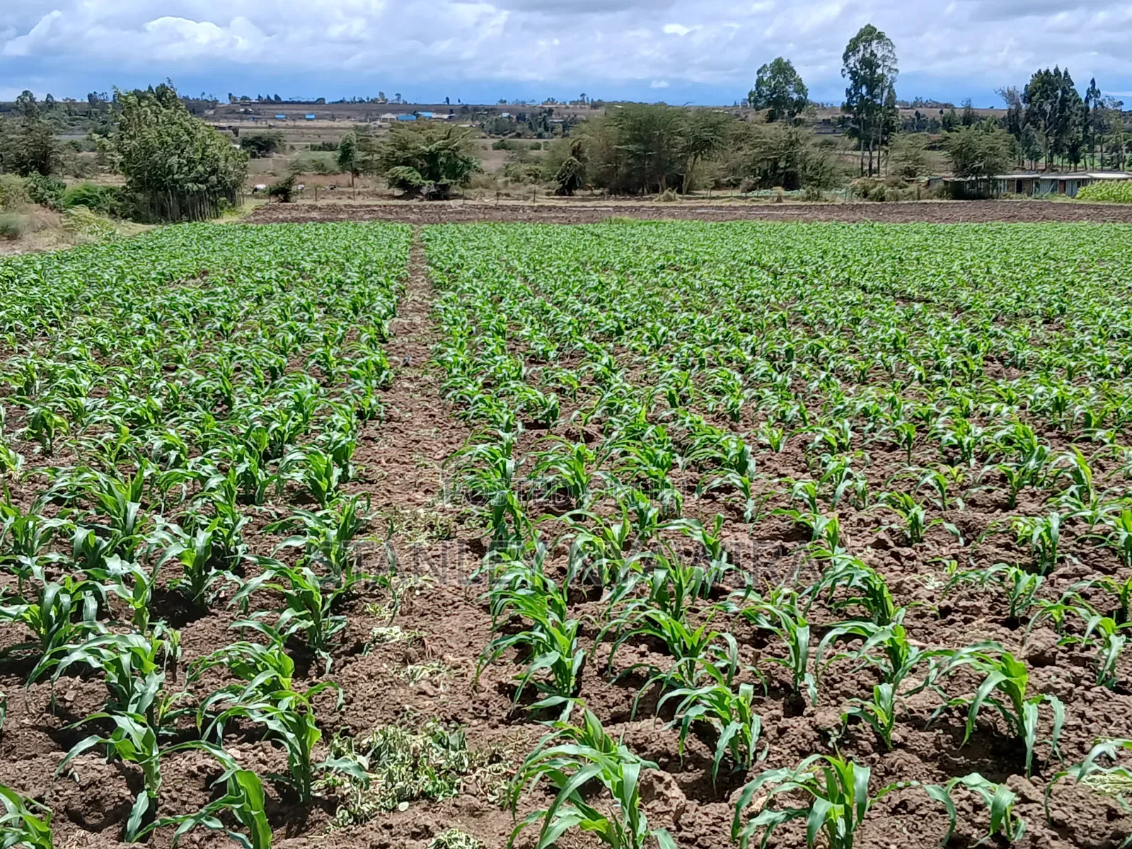 4.5 Acrea Nanyuki Fronting River