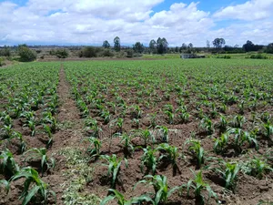 4.5 Acrea Nanyuki Fronting River