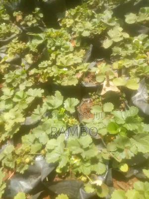 Premium Strawberry Seedlings for Sale in Kenya | Fruit Plants & Farm