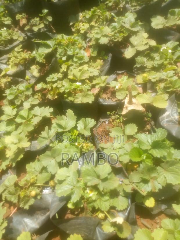 Premium Strawberry Seedlings for Sale in Kenya | Fruit Plants & Farm