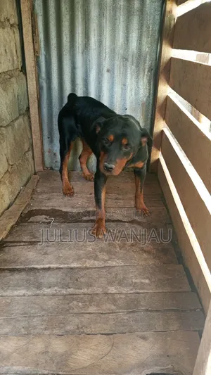 1+ year Female Purebred Rottweiler