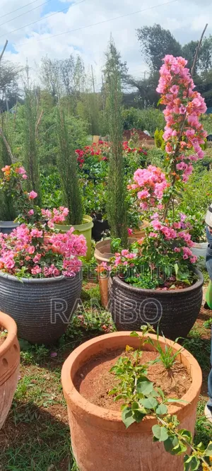 Outdoor Plants for Sale in Kenya | Flowers, Palms & Landscaping Plants