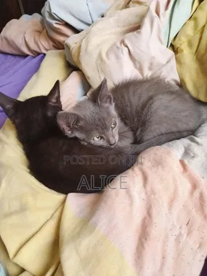 3-6 months Male Mixed Breed Russian Blue
