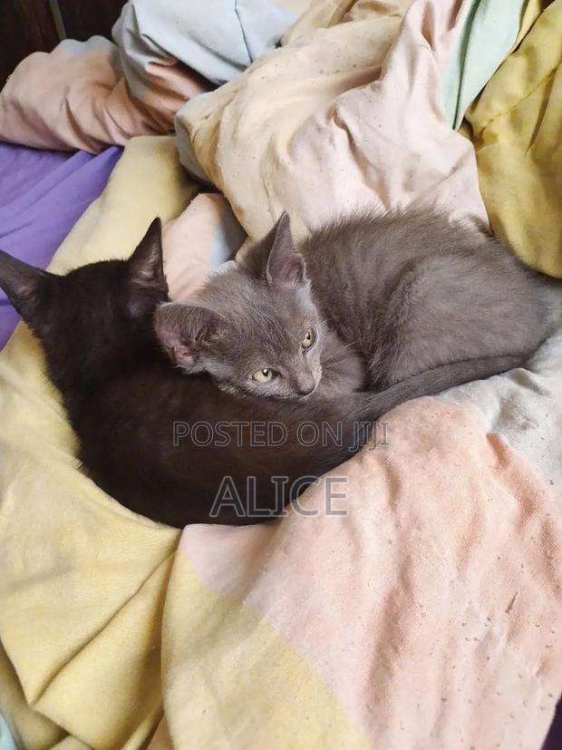 3-6 months Male Mixed Breed Russian Blue