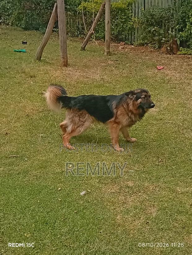 1+ year Male Purebred German Shepherd - main view