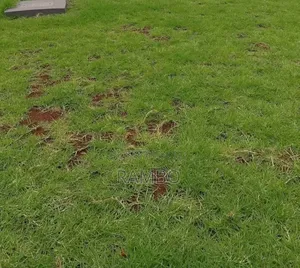 All Types of Grass for Sale in Kenya | Lawn Landscaping & Fodder Grass