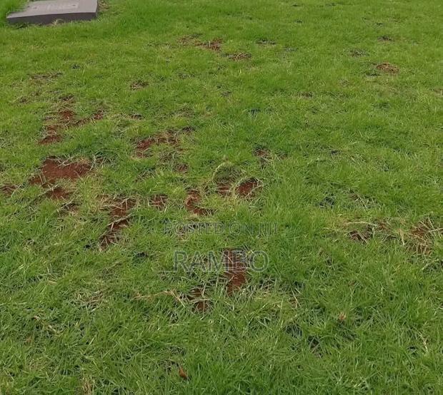 All Types of Grass for Sale in Kenya | Lawn Landscaping & Fodder Grass