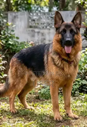 1+ year Male Purebred German Shepherd