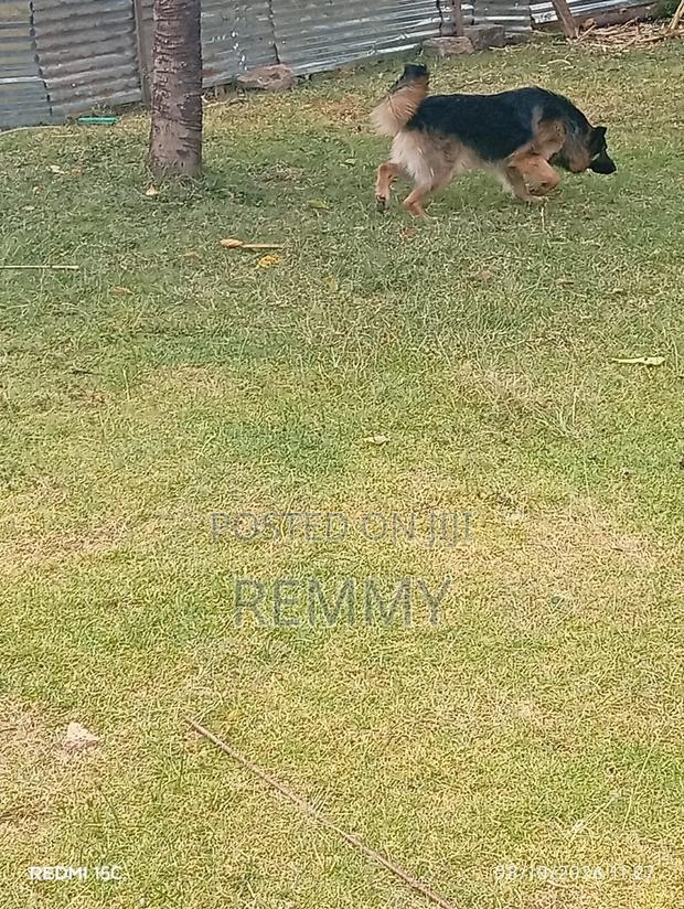 1+ year Male Purebred German Shepherd - thumbnail 2