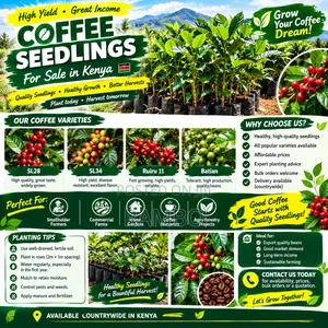 Coffee Seedlings for Sale in Kenya | Ruiru 11, Batian, SL28 & SL34 Ask