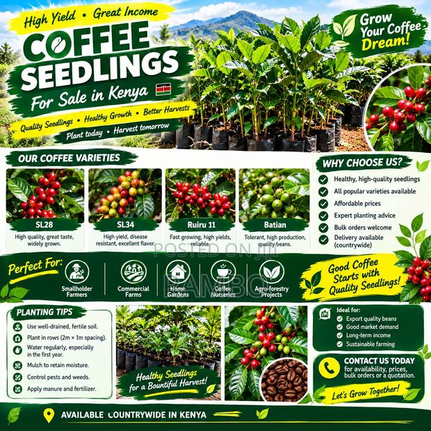 Coffee Seedlings for Sale in Kenya | Ruiru 11, Batian, SL28 & SL34 Ask