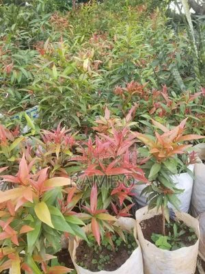 Outdoor Plants for Sale in Kenya | Flowers, Trees & Landscaping Plants