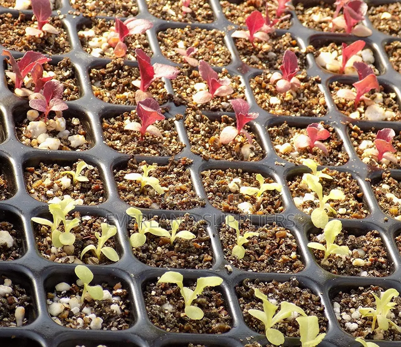 Seedling Trays With Drainage Holes