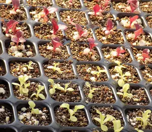 Seedling Trays With Drainage Holes