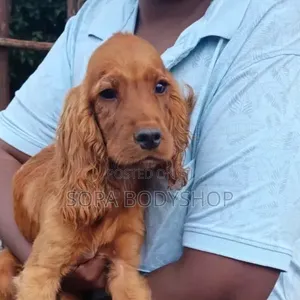 Veterinary Services