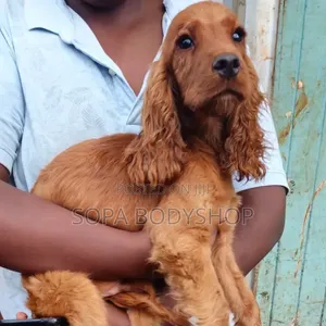 Veterinary Services