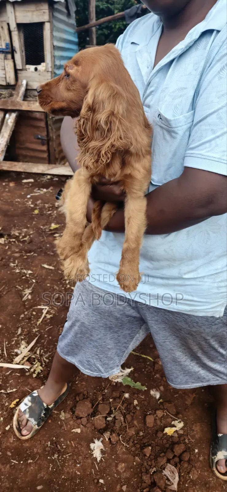 Stud Services Purebreed Cocker Spaniel